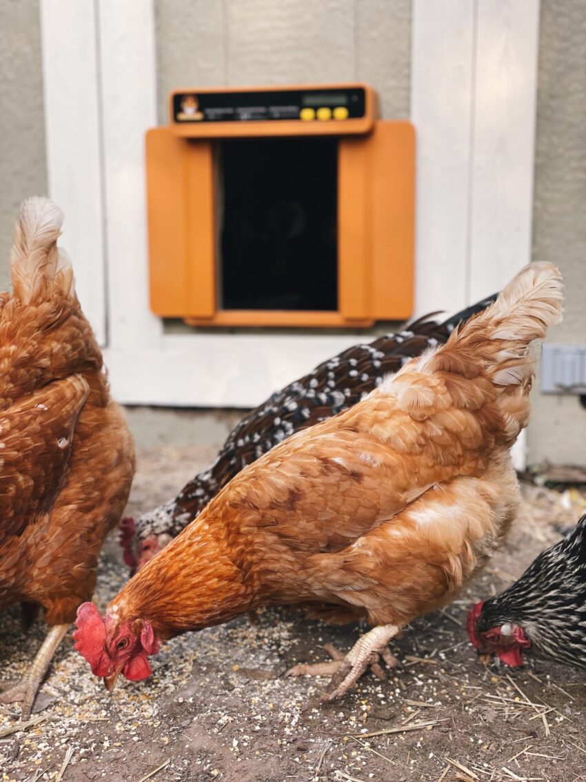 Best automatic chicken coop