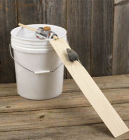 Best bucket trap for